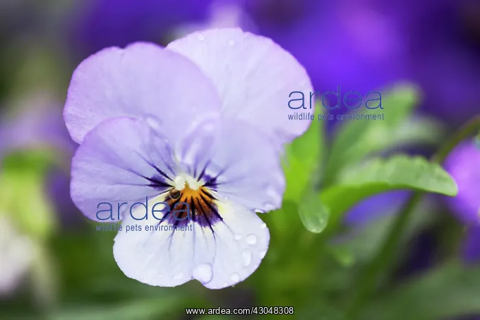 : Viola. Single flower of Viola Sorbet Ocean Breeze with raindrops on petals : Viola. Single flower of Viola Sorbet Ocean Breeze with raindrops on petals