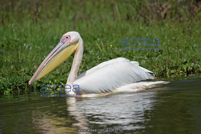 : Single Great white pelican, Pelecanus onocrotalus : Single Great white pelican, Pelecanus onocrotalus