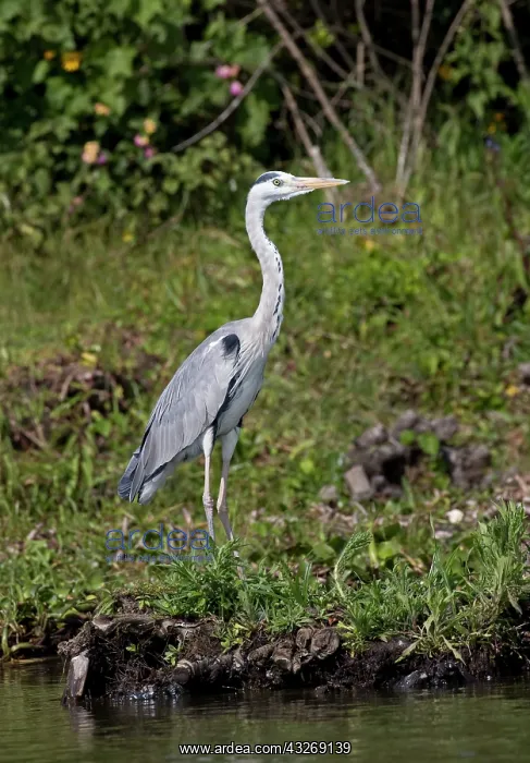 : Single Grey heron, Ardea cinerea, standing at lake : Single Grey heron, Ardea cinerea, standing at lake
