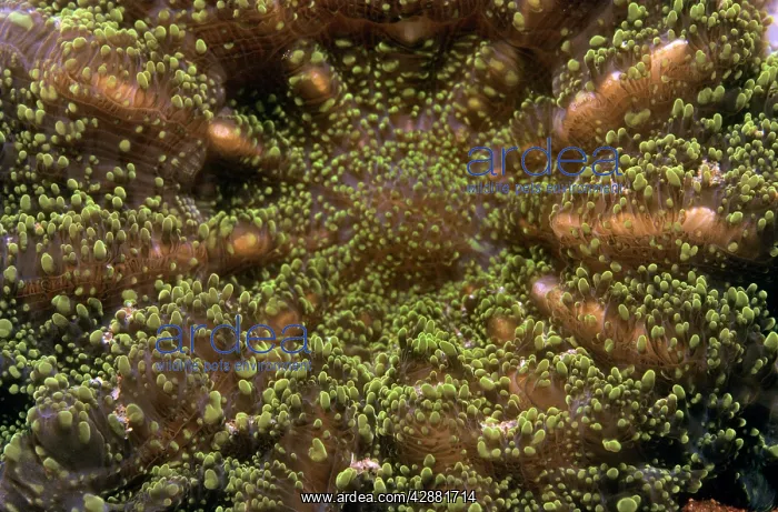 : Single Hard Coral : Single Hard Coral