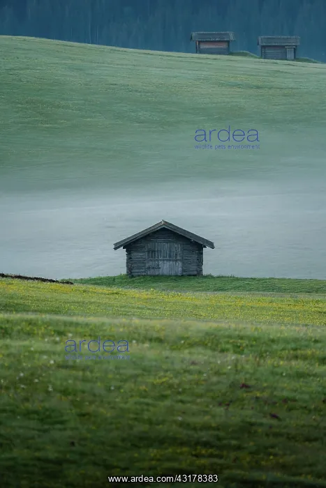 : Single hut on foggy meadow, Alpe di Siusi, South : Single hut on foggy meadow, Alpe di Siusi, South