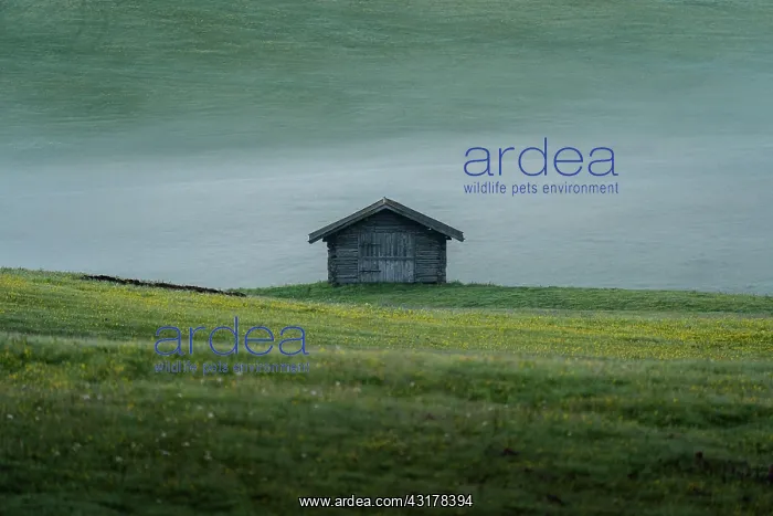 : Single hut on foggy meadow, Alpe di Siusi, South : Single hut on foggy meadow, Alpe di Siusi, South