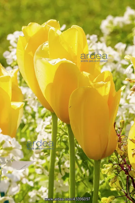  : Single Late Tulip Big Smile