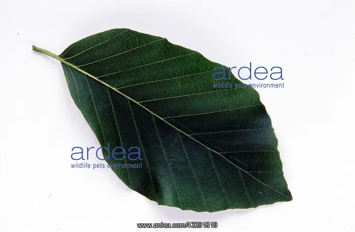 : SINGLE LEAF - Beech : SINGLE LEAF - Beech