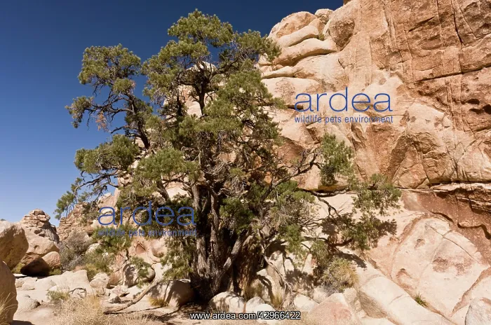 : Single-leaf Pinyon Pine : Single-leaf Pinyon Pine