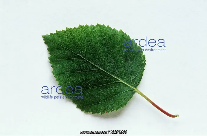: Single Leaf - Silver Birch : Single Leaf - Silver Birch