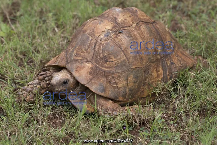: Single Leopard tortoise Stigmochelys pardalis walking : Single Leopard tortoise Stigmochelys pardalis walking