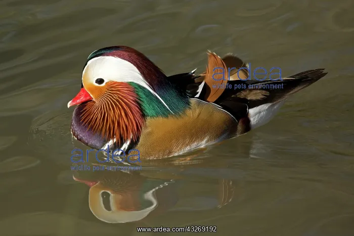 : Single male Mandarin duck, Aix galericulata, swimming : Single male Mandarin duck, Aix galericulata, swimming