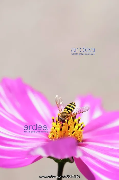: Single, saucer-shaped flower of Cosmos bipinnatus Sensation Picotee with pink petals irregularly streaked with white : Single, saucer-shaped flower of Cosmos bipinnatus Sensation Picotee with pink petals irregularly streaked with white