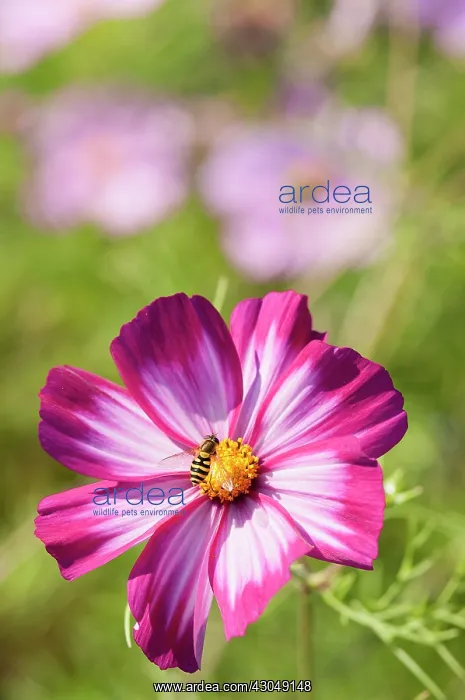 : Single, saucer-shaped flower of Cosmos bipinnatus Sensation Picotee with pinkish white petals irregularly edged : Single, saucer-shaped flower of Cosmos bipinnatus Sensation Picotee with pinkish white petals irregularly edged