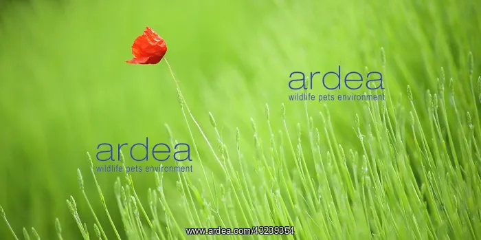 : Poppy. Single, scarlet poppy growing amongst green stems : Poppy. Single, scarlet poppy growing amongst green stems