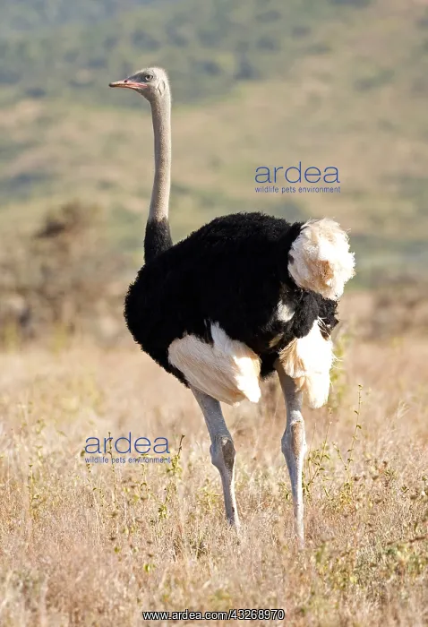 : Single Somali ostrich, Struthio molybdophanes, Lewa : Single Somali ostrich, Struthio molybdophanes, Lewa