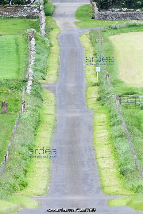  : Single Track Road