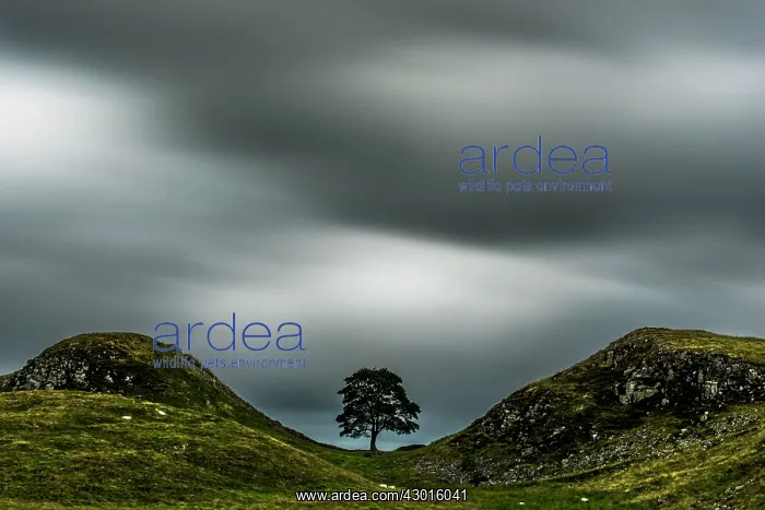 : Single Tree alongside Hadrian's Wall : Single Tree alongside Hadrian's Wall
