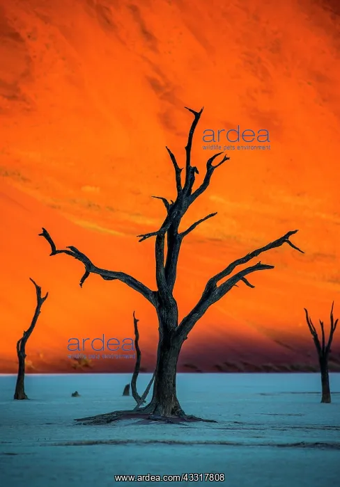  : Single tree on the background of a beautiful dun