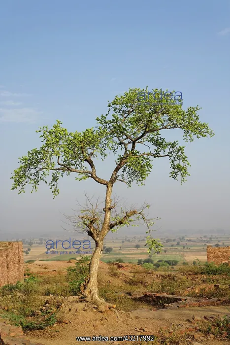 : Single tree, Fatehpur Sikri, in the state : Single tree, Fatehpur Sikri, in the state