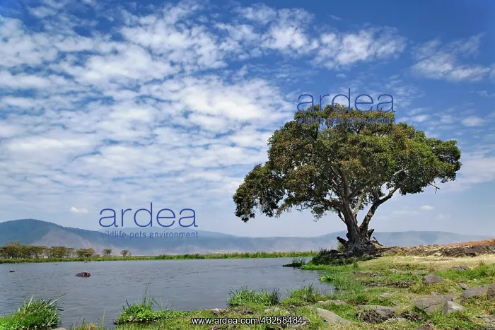 : Single tree and lake, Ngorongoro Crater : Single tree and lake, Ngorongoro Crater