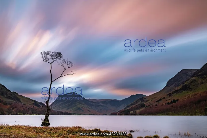 : Single tree in the lake with reddish clouds, surrounded : Single tree in the lake with reddish clouds, surrounded