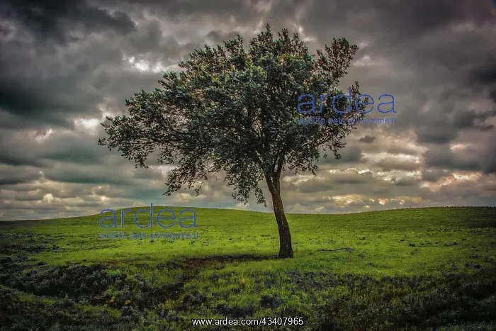 : Single tree in the luscious green Flint Hills of Kansas : Single tree in the luscious green Flint Hills of Kansas