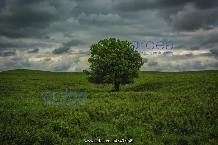 : Single tree in the lush brush in the Flint Hills of Kansas : Single tree in the lush brush in the Flint Hills of Kansas