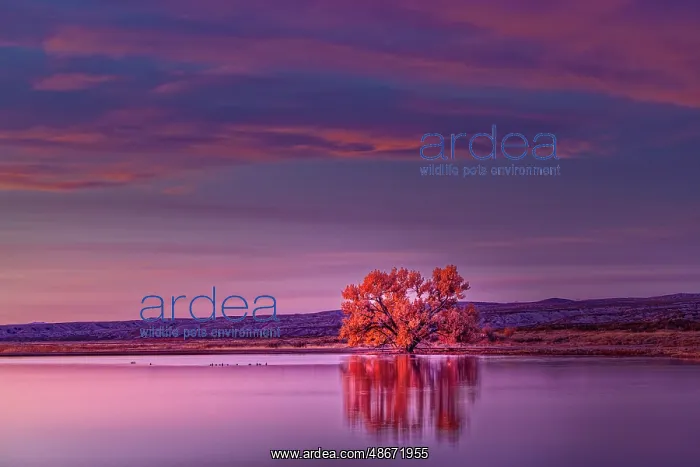 : Single tree and reflection at sunrise, Bosque del Apache : Single tree and reflection at sunrise, Bosque del Apache