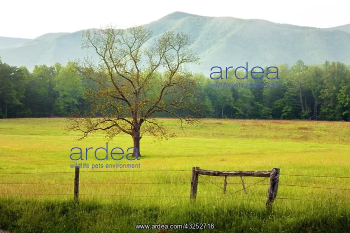: Single tree at sunrise, Cades Cove, Great : Single tree at sunrise, Cades Cove, Great