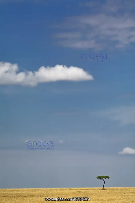 : Single Umbrella Thorn Acacia and sky, Acacia : Single Umbrella Thorn Acacia and sky, Acacia
