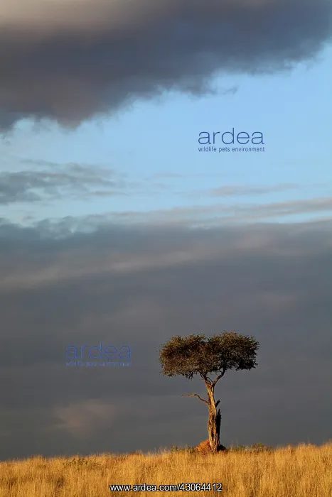  : Single Umbrella Thorn Acacia tree at sunset