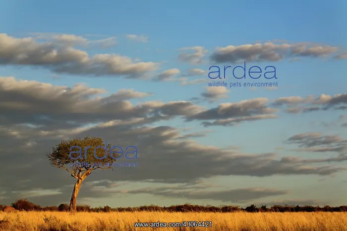 : Single Umbrella Thorn Acacia tree at sunset : Single Umbrella Thorn Acacia tree at sunset