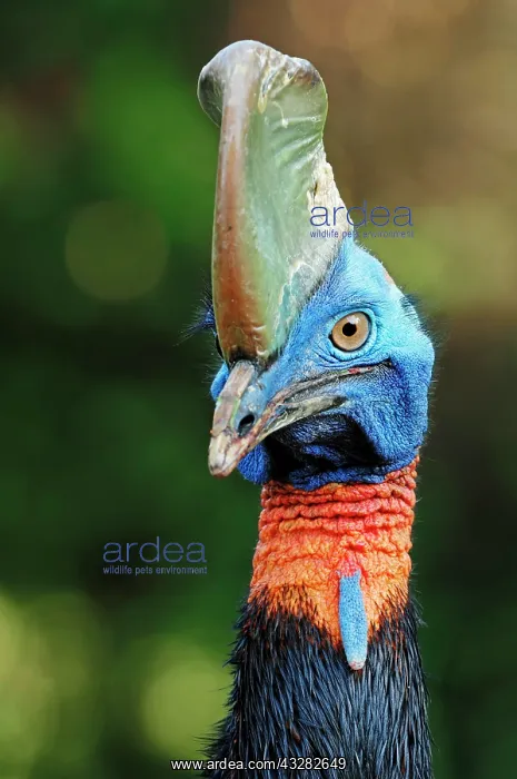  : Single-wattled Cassowary (Casuarius unappendiculatus