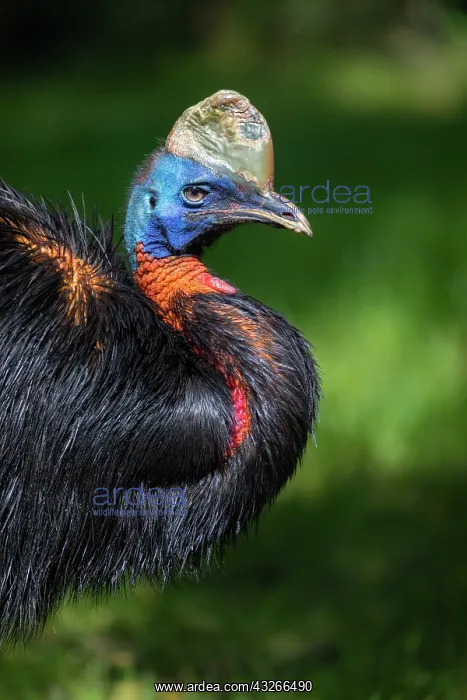 : Single Wattled Cassowary, portrait of male bird : Single Wattled Cassowary, portrait of male bird