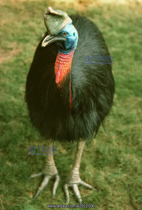 : Single-wattled / Northern CASSOWARY : Single-wattled / Northern CASSOWARY
