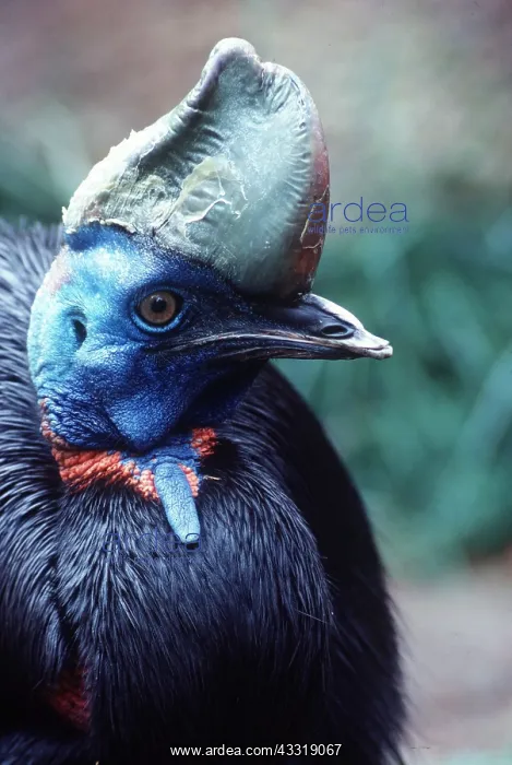 : Single-wattled / Northern CASSOWARY - close-up of head : Single-wattled / Northern CASSOWARY - close-up of head