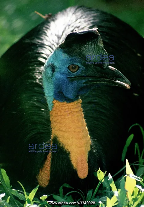 : Single-wattled / Northern Cassowary - head : Single-wattled / Northern Cassowary - head