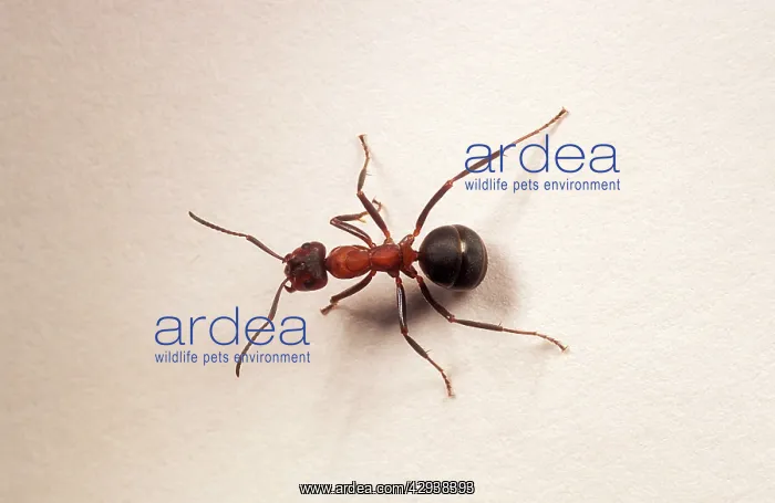 : Single Wood ANT - on white background : Single Wood ANT - on white background