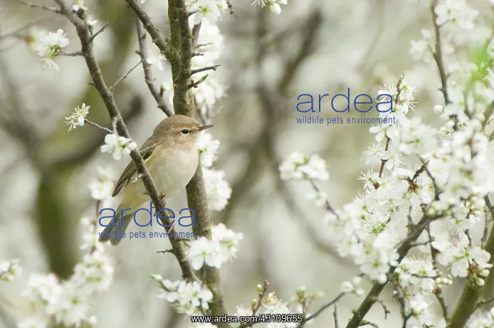 : Singleseed Hawthorn : Singleseed Hawthorn