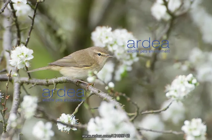 : Singleseed Hawthorn : Singleseed Hawthorn