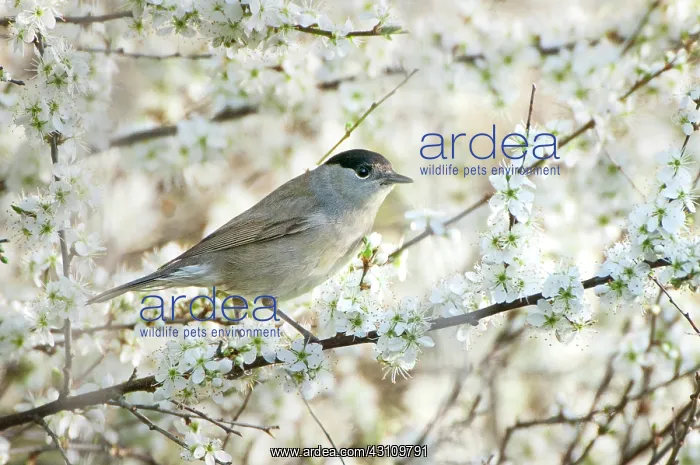 : Singleseed Hawthorn : Singleseed Hawthorn