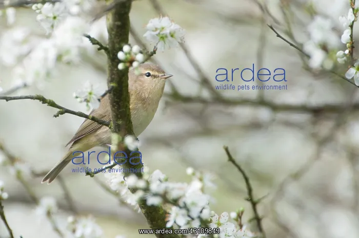 : Singleseed Hawthorn : Singleseed Hawthorn