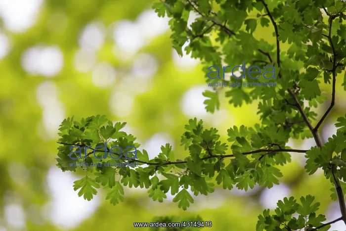 : Singleseed Hawthorn : Singleseed Hawthorn