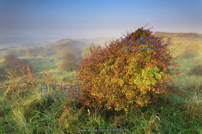 : Singleseed Hawthorn : Singleseed Hawthorn