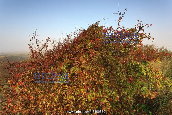 : Singleseed Hawthorn : Singleseed Hawthorn