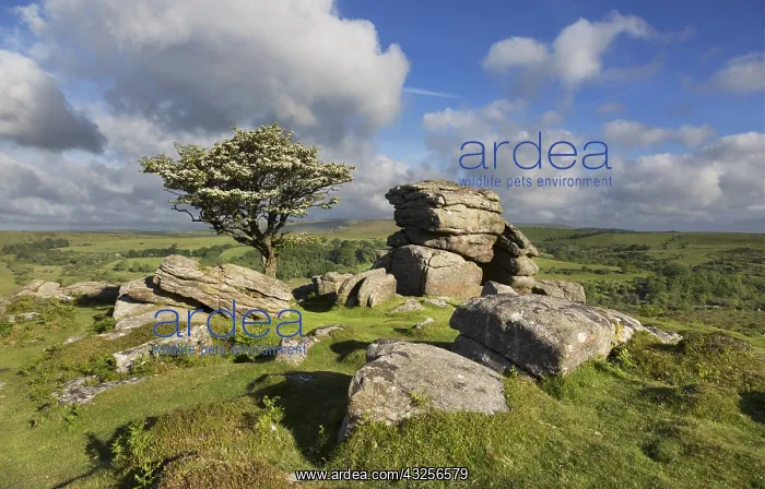 : Singleseed Hawthorn (Crataegus monogyna) blosso : Singleseed Hawthorn (Crataegus monogyna) blosso