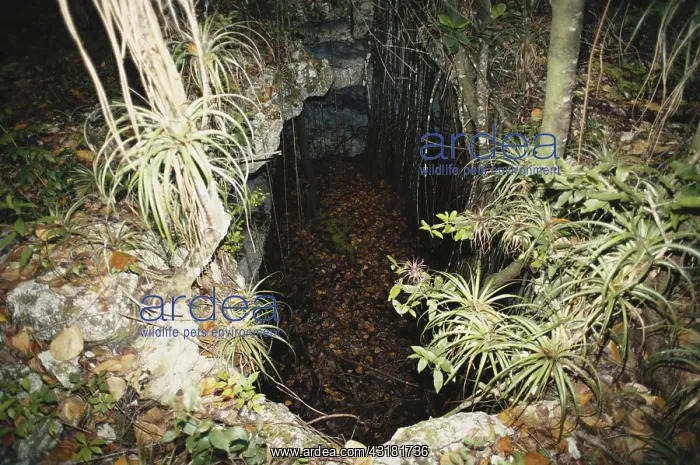 : Sinkhole in the Bahamas : Sinkhole in the Bahamas