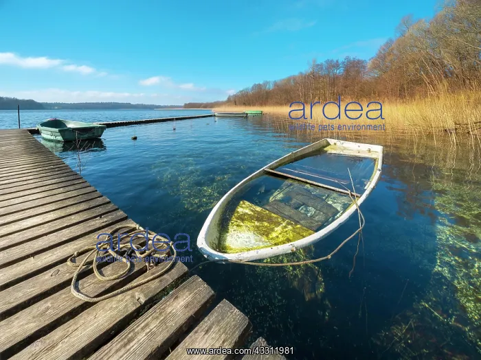 : Sinking boat at Schaalsee, wooden jetty in the reeds : Sinking boat at Schaalsee, wooden jetty in the reeds