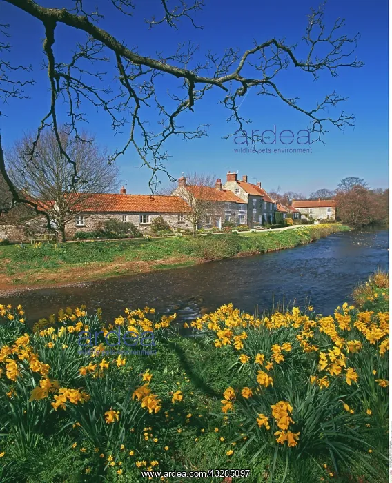 : Sinnington, North Yorkshire, England : Sinnington, North Yorkshire, England