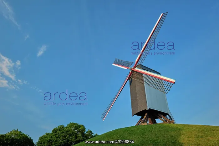: Sint-Janshuismolen Sint-Janshuis Mill windmill i : Sint-Janshuismolen Sint-Janshuis Mill windmill i