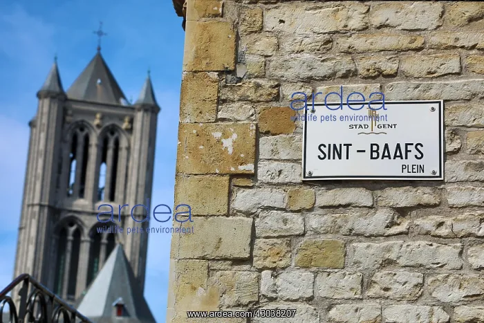: Sint Niklaaskerk, Saint Nicholas Gothic style Church : Sint Niklaaskerk, Saint Nicholas Gothic style Church