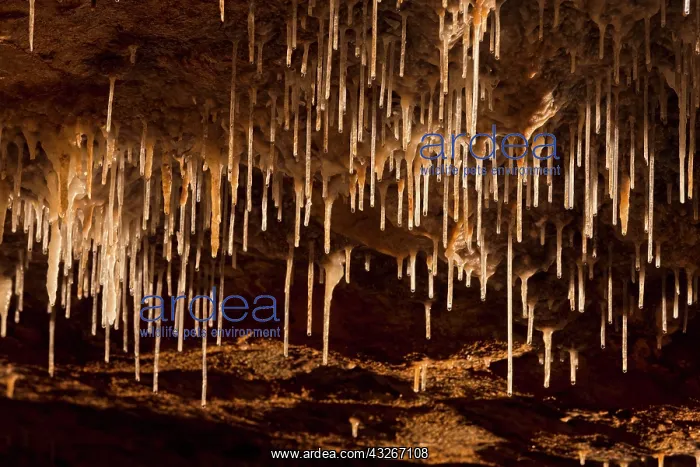 : Sinter straws. The Baradla Cave in Aggtelek : Sinter straws. The Baradla Cave in Aggtelek
