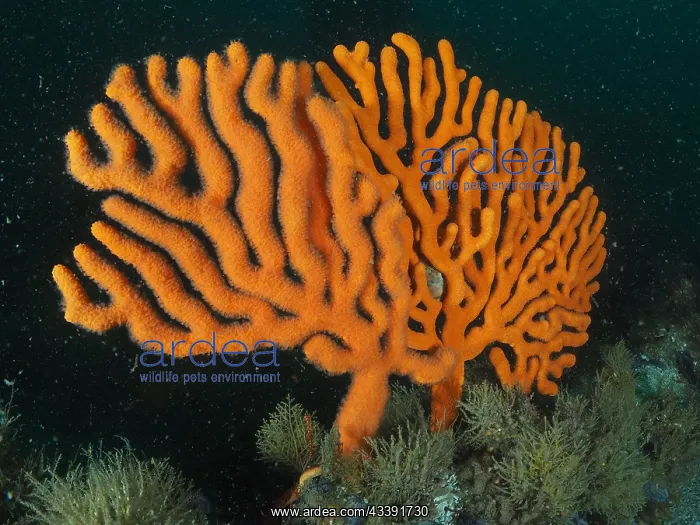 : Sinus sea fan (Eunicella tricoronata), sea fan : Sinus sea fan (Eunicella tricoronata), sea fan